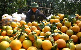 Cam Cao Phong được giám sát nghiêm túc của cán bộ kỹ thuật, bảo đảm thời gian cách ly an toàn sản phẩm trước khi thu hoạch.